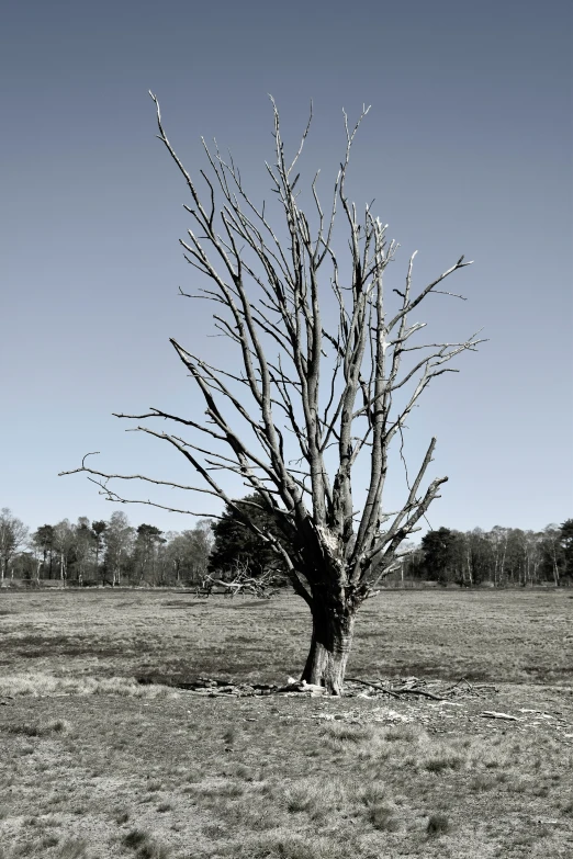 an empty tree stands out in a plain