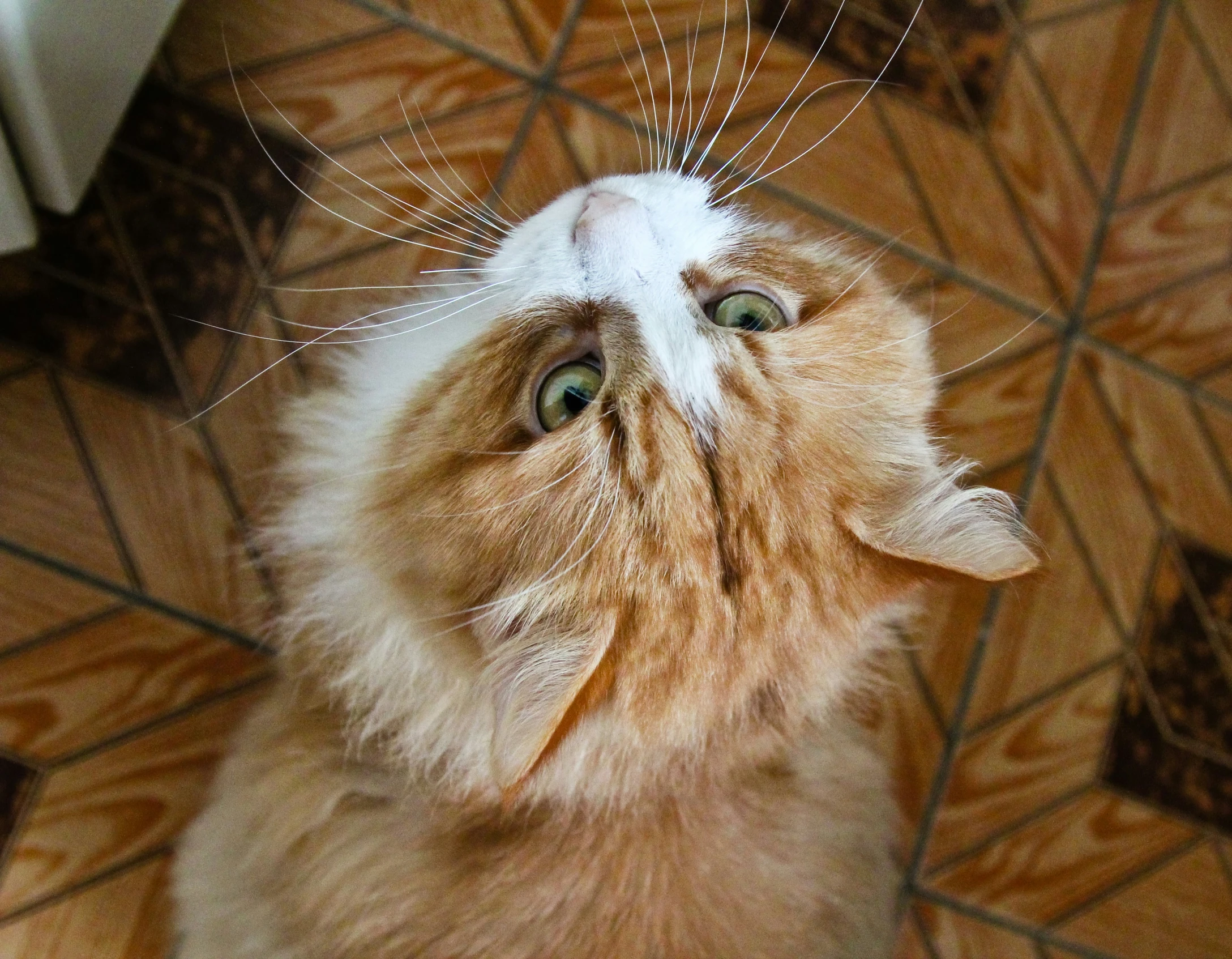 a cat sitting on the ground with his eyes wide open