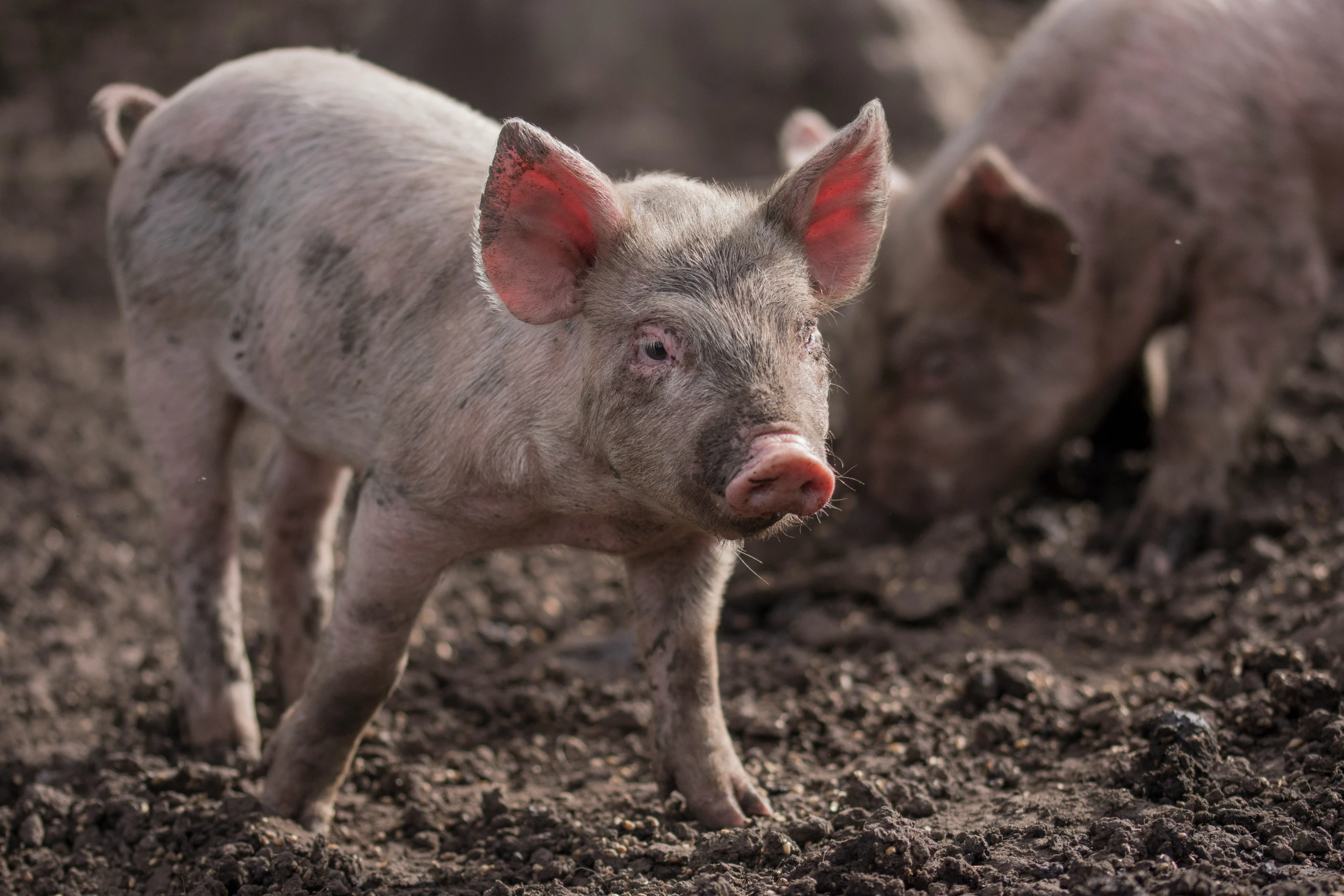 two small pigs are standing in the mud