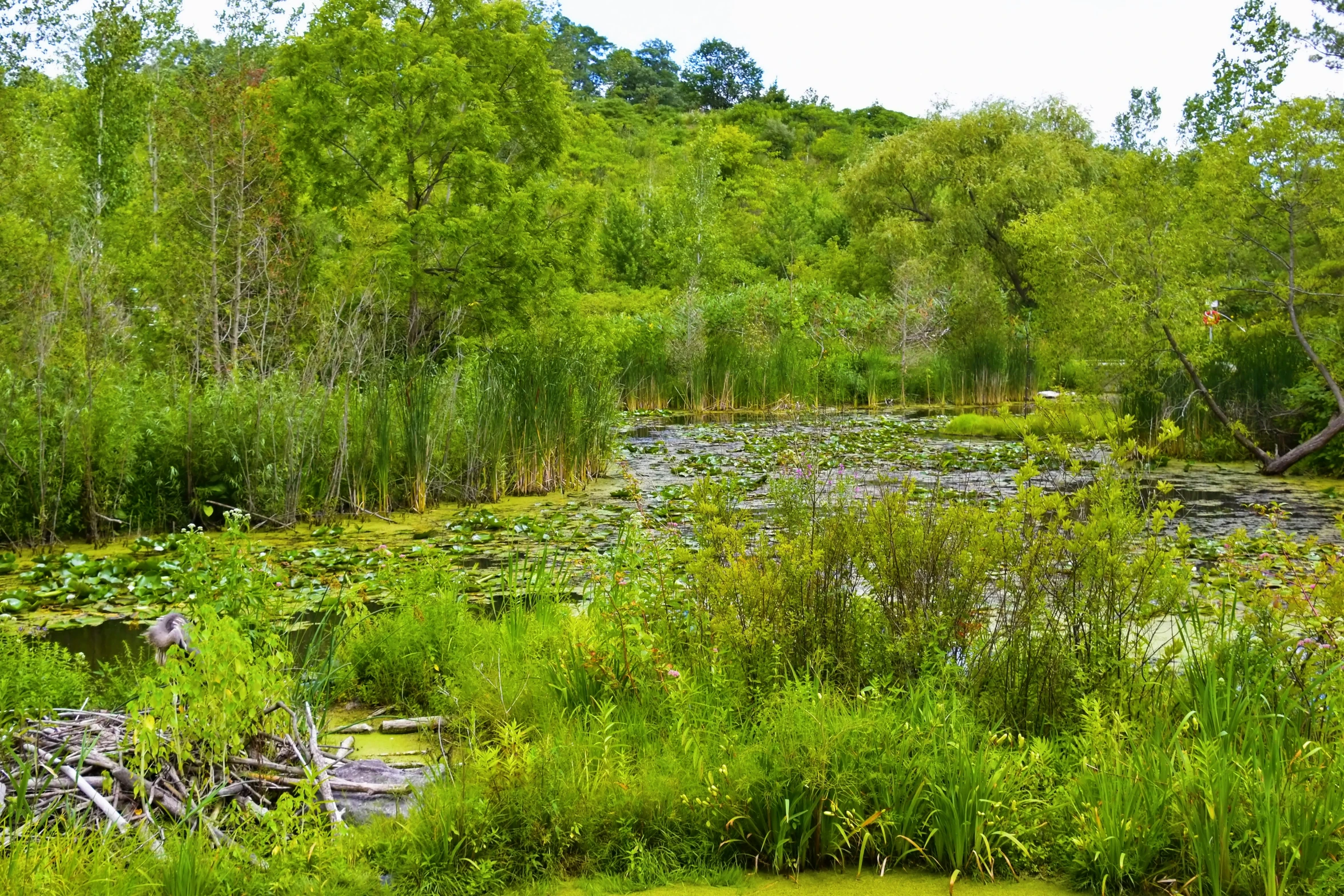 a creek in a marsh filled with lots of vegetation