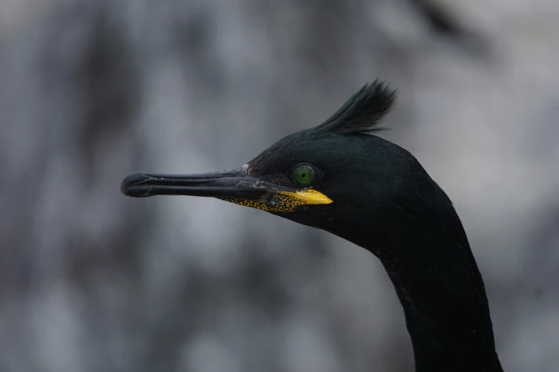 this is a close up po of a bird