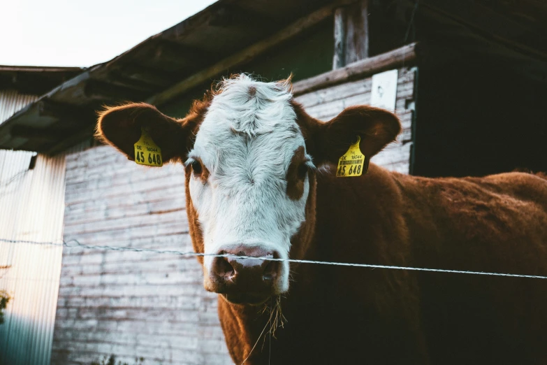 a brown cow stands with a yellow tag on his ear