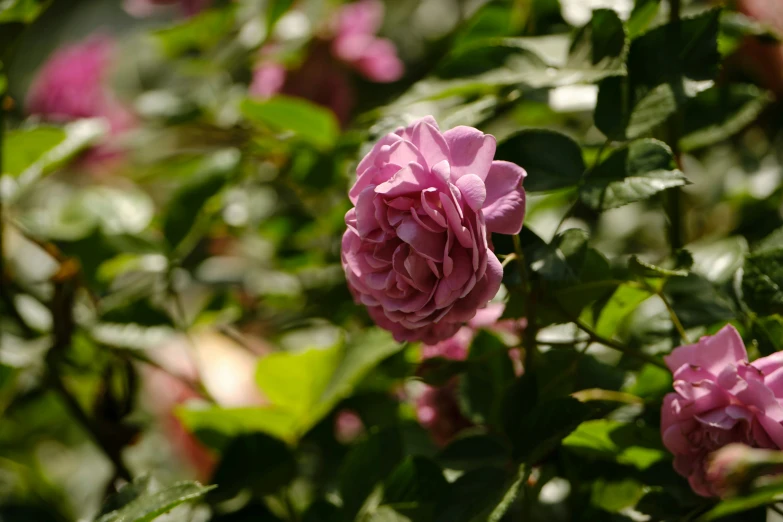 pink flowers with green leaves blooming in the garden