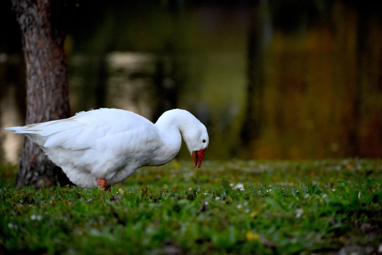 white bird with long legs walking in grass