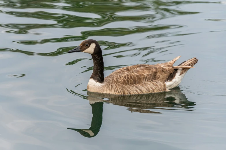 a duck swimming across a large body of water