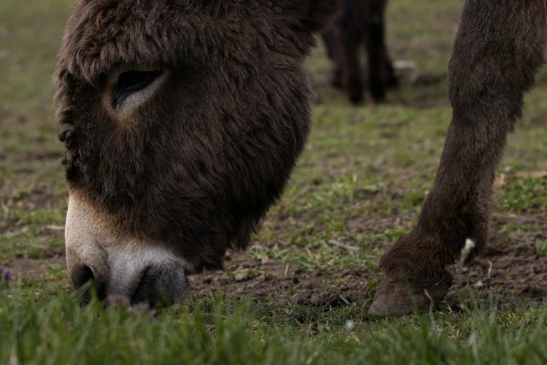 an animal is eating grass on the ground