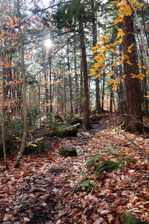 an image of a forest path going through it