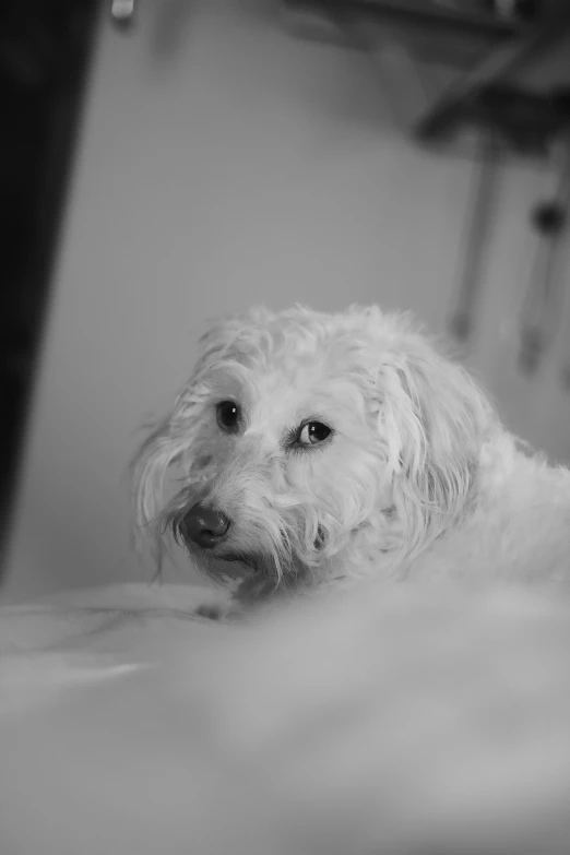 a white dog laying on top of a bath tub