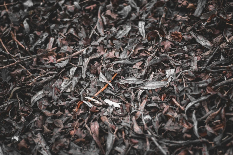 a very close up po of a bunch of leaves