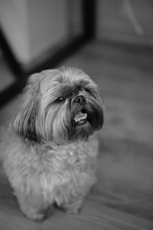 a gy little dog looks up and is ready to go for a walk