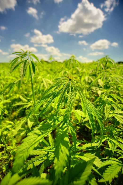 bright green plants are in the field with a cloudy sky