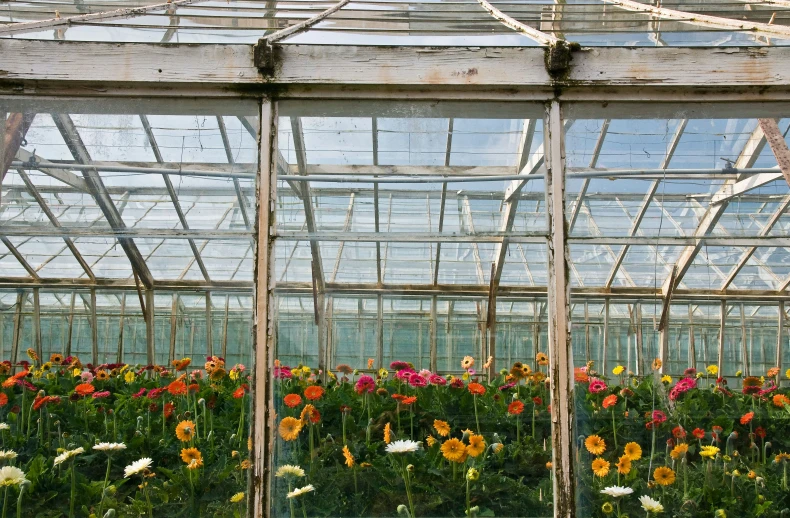 an open greenhouse with all the different flowers growing