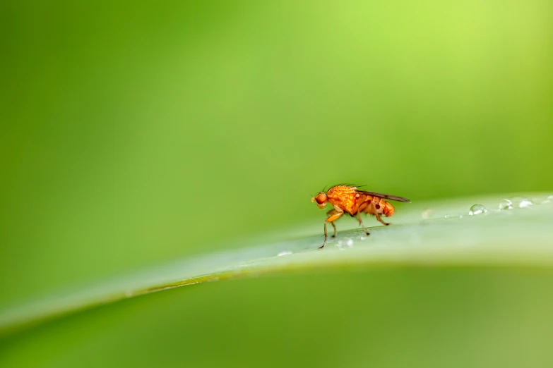 a small insect walking on top of a green grass