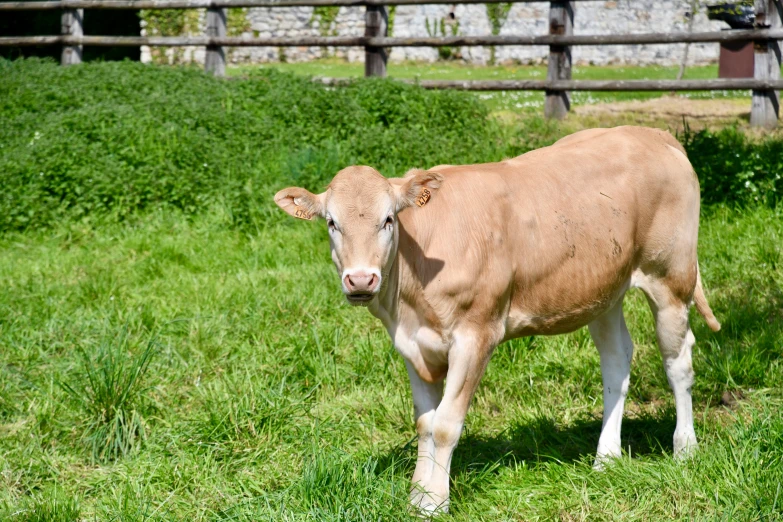 a small brown cow standing on top of grass