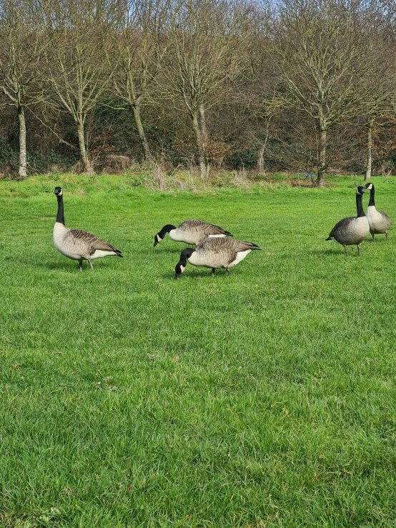 three geese in the grass on the edge of a wooded area