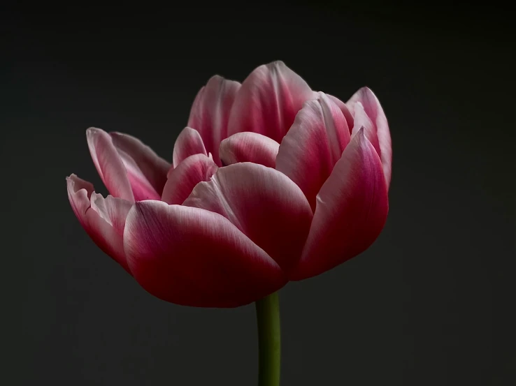 the large flower is in bloom on a black background