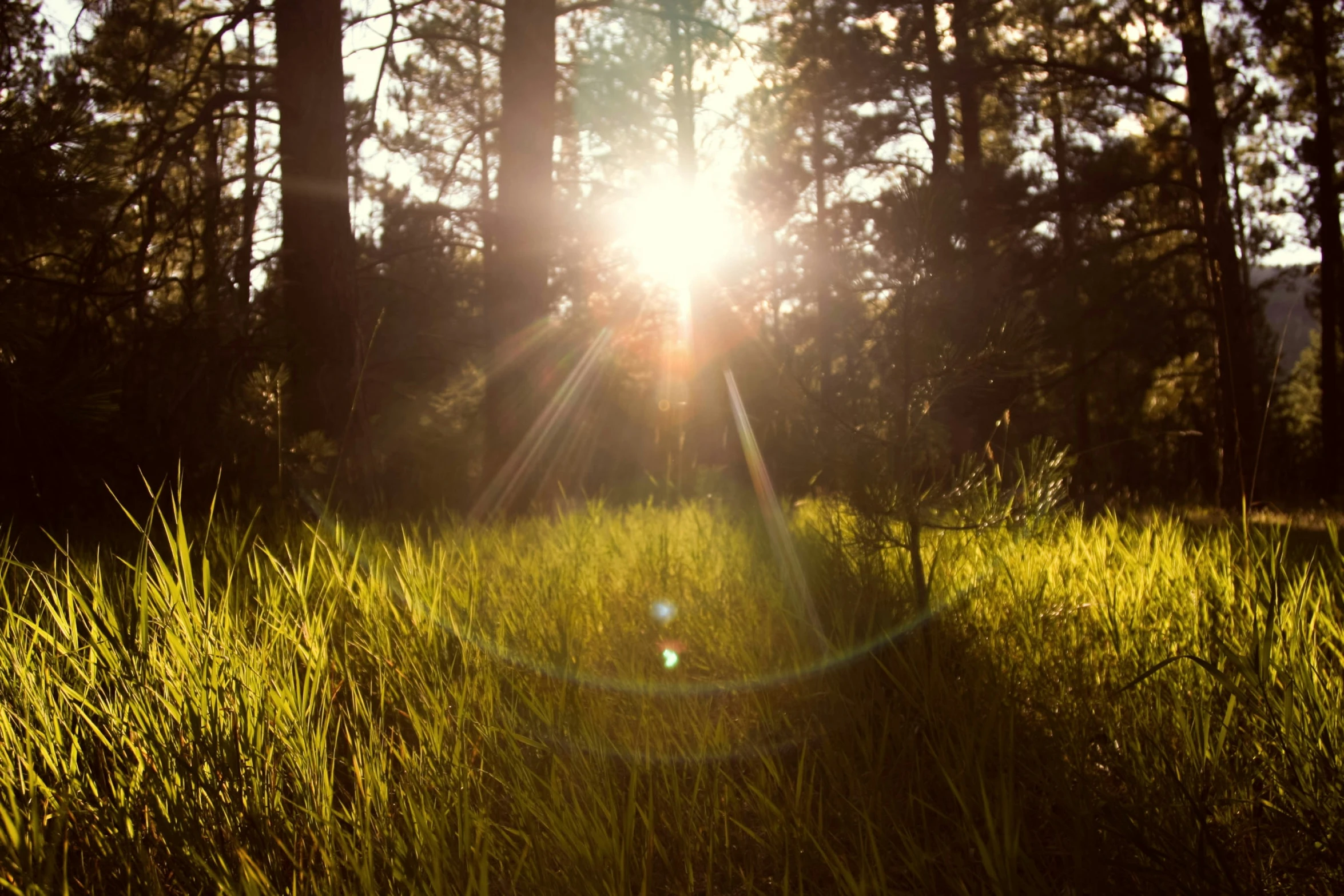 the sun is shining through tall grass next to trees