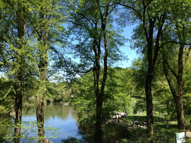 a river and forest with green trees by it