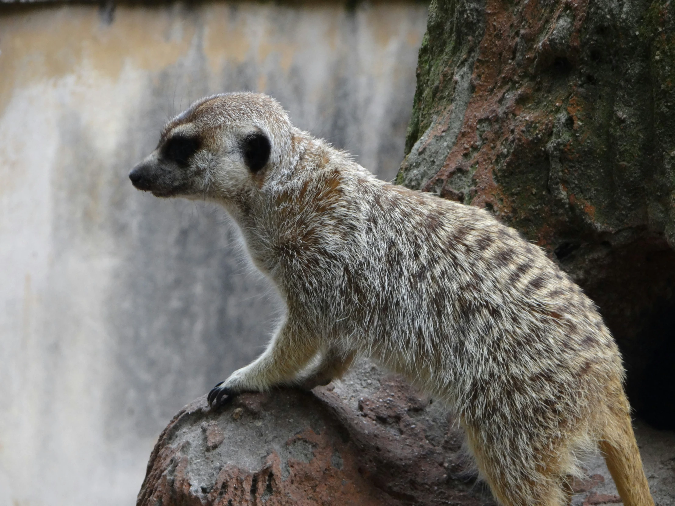 the baby meerkat is standing on top of a large rock