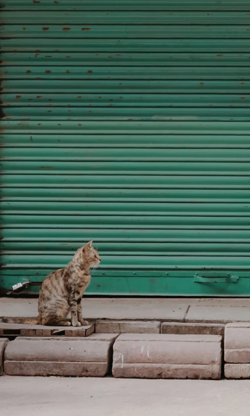 a cat sitting on top of a curb in front of a green door