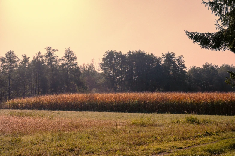 an open field of plants next to a fence