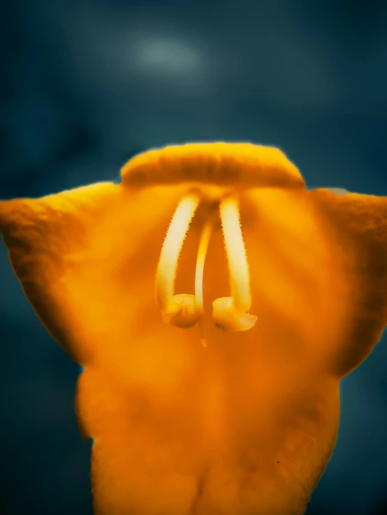 this is an orange flower with a blue background