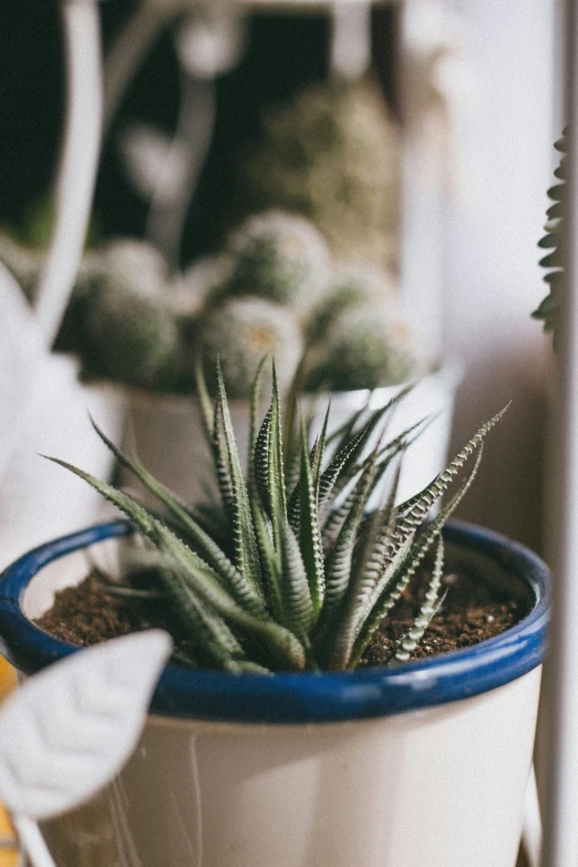 an arrangement of various succulents sitting on a table