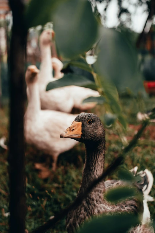 ducks on the grass near some trees and bushes