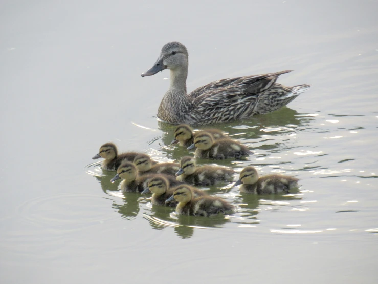 a family of mallard ducks swimming in water with its chicks