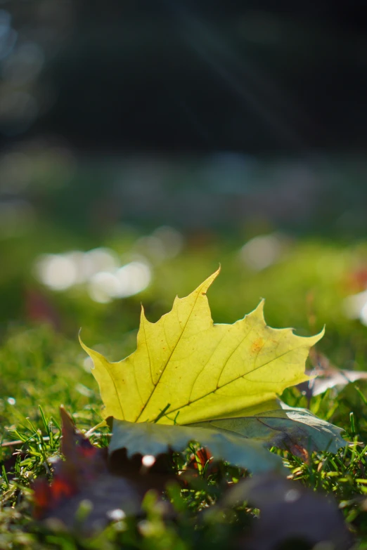 a leaf that is sitting in the grass