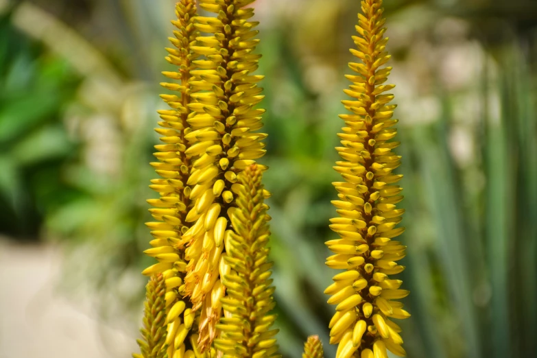 two yellow flowers on a tall stalk