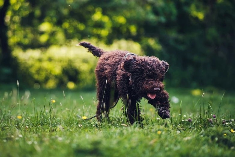 a wet dog standing in the grass