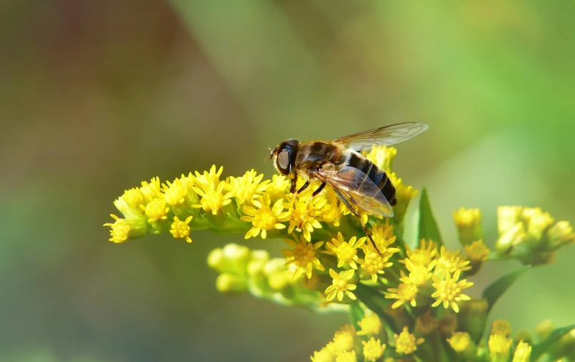 two bees sitting on yellow flowers with green leaves