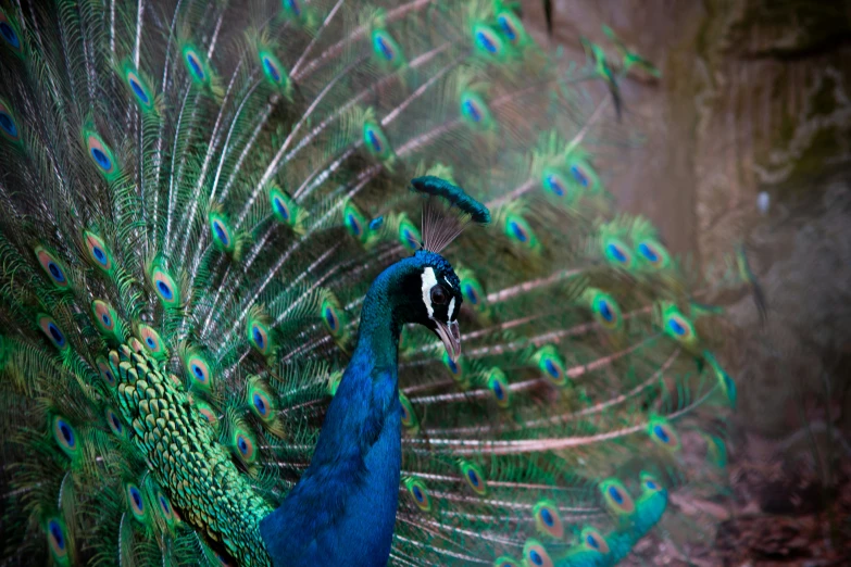 a peacock standing with its feathers spread out