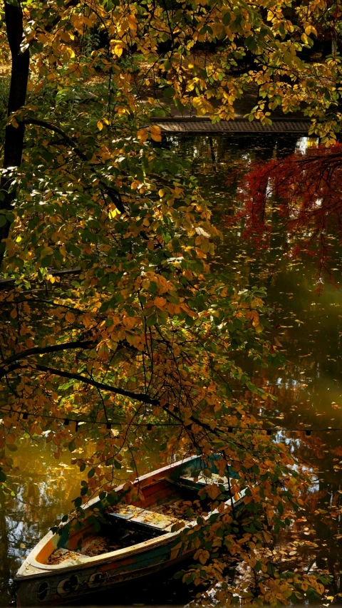 boat tied to tree with autumn colors reflecting in water