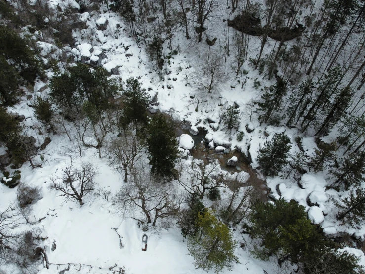 a snowy forest with trees and shrubs