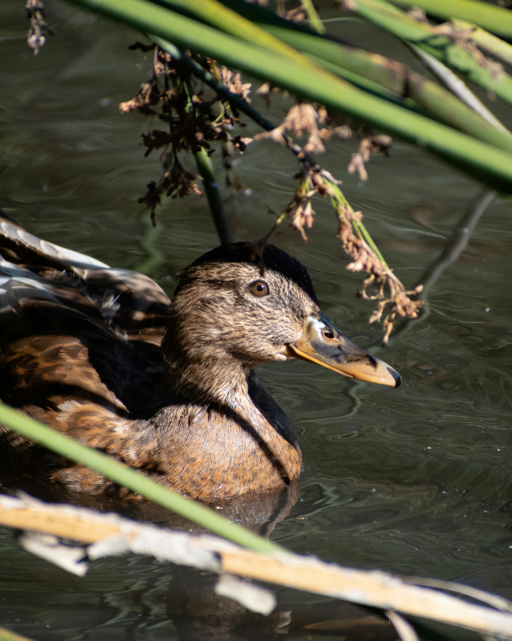 a duck is swimming on the lake next to some vegetation