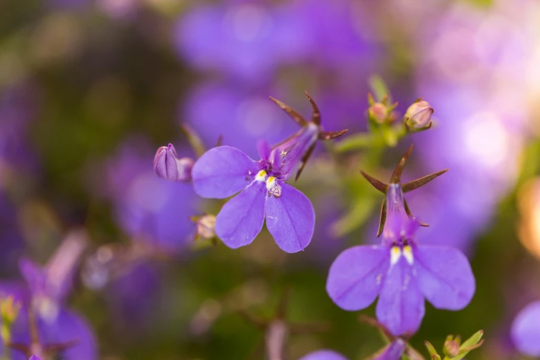 bright purple flowers blooming in the park