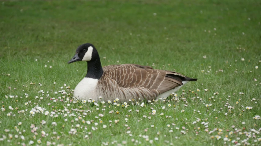 a goose sitting in the grass in a field