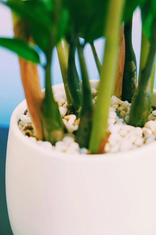 the potted plant is on a table