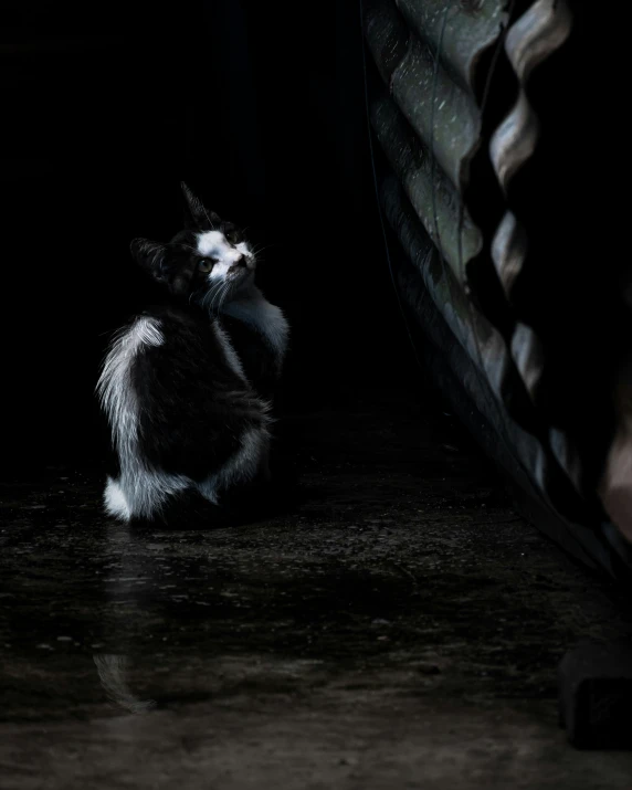 a black and white cat sits alone on a dark floor