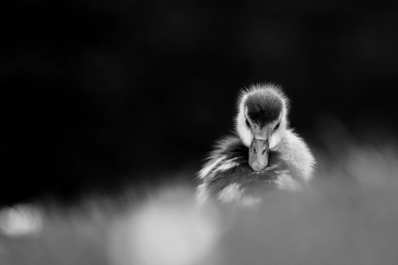 a small, grey duck with one eye closed and another partially open, looking back