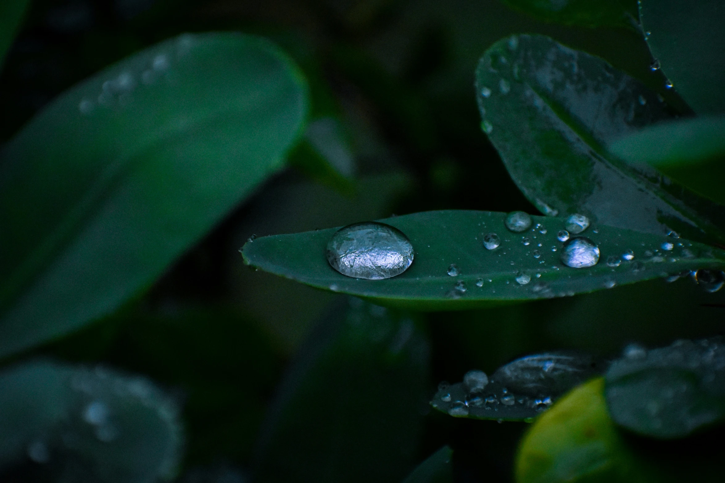 a bunch of rain droplets hanging from a leaf