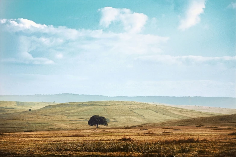 the lone tree is sitting alone on the field