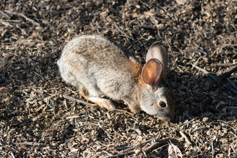 a small rabbit sitting in the dirt on all fours