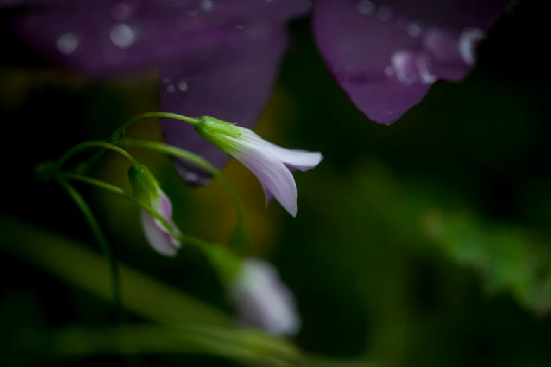 a group of flowers are sitting on the plant