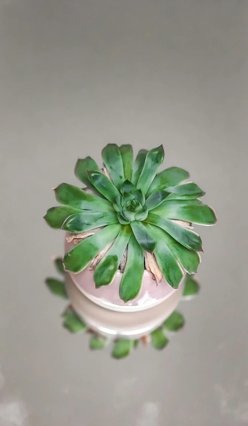 a small pot with green plants in it