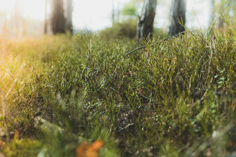 the sunlight shines brightly on the tall grass and trees