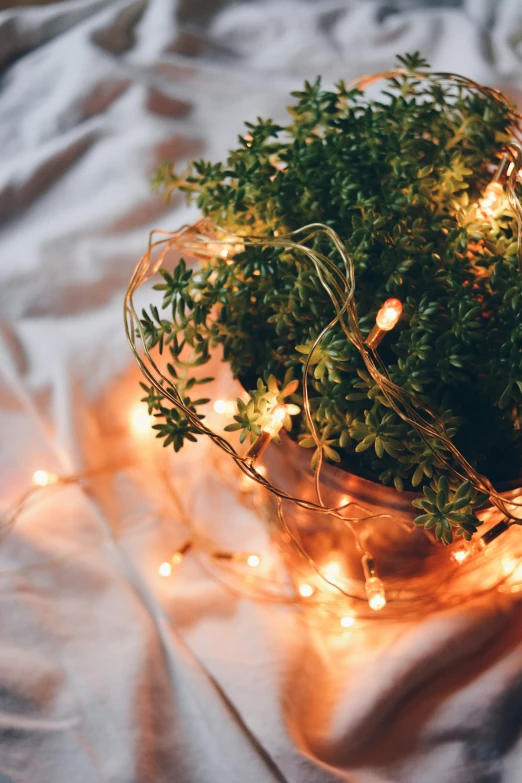 an indoor potted plant decorated with christmas lights