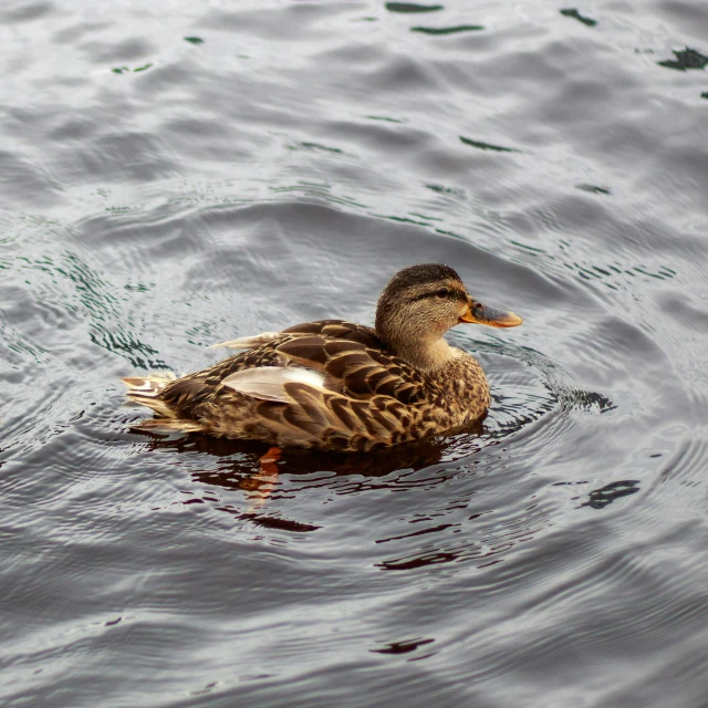 a duck floating in a body of water next to another animal